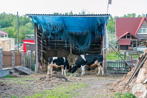 Соседские коровы жуют сено