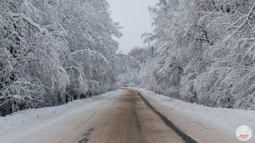 Зимний лес вокруг дороги