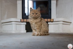 Котик на фоне камина :)